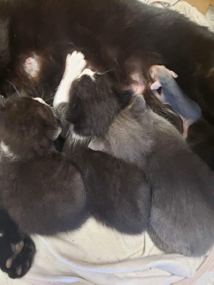 котка бебе опосум
