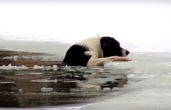11-28-16-russian-man-saves-biting-dog-from-drowning-in-icy-pond1