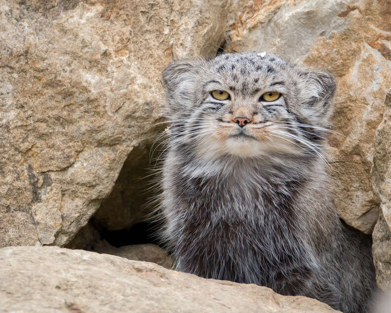 Котката на Палас