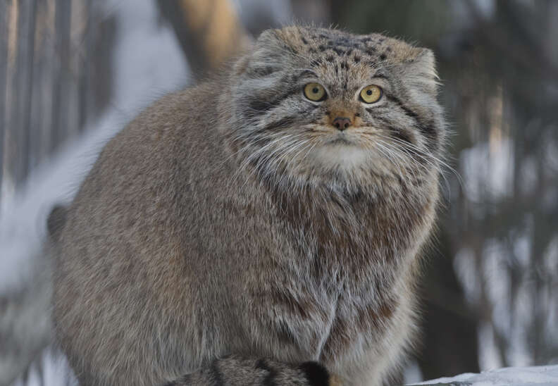 Котката на Палас