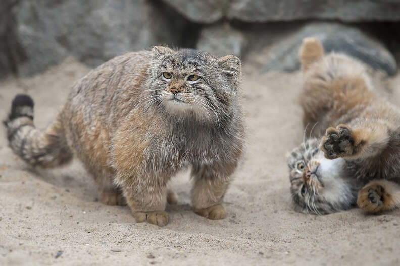 Котките на Палас