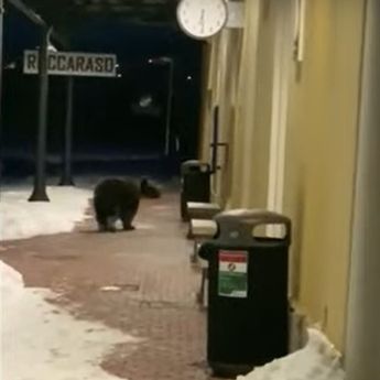 Mischievous bear walks nearly 100 miles to town where he was chased away  from - World News - Mirror Online