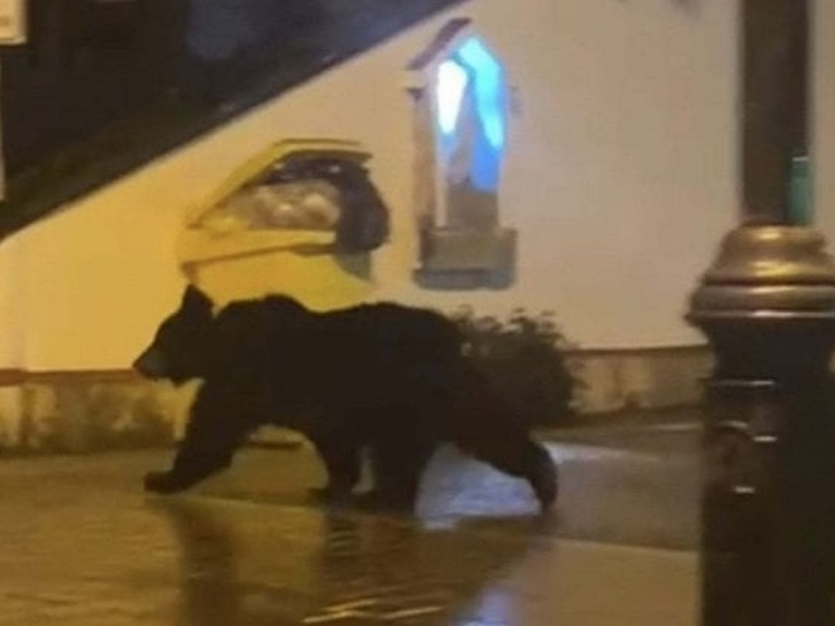 Notorious biscuit-loving bear returns to town it was banished from - again  - World News - Mirror Online
