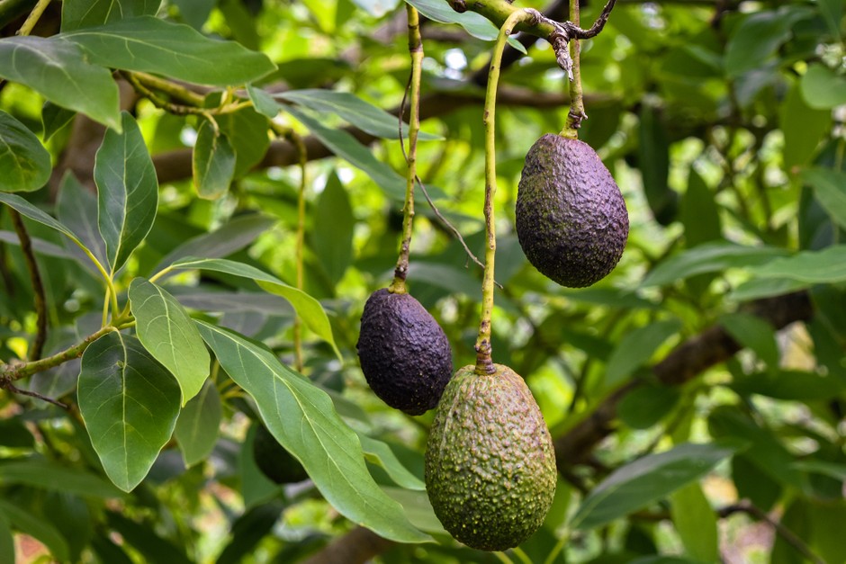 How to Grow Avocados from the Stone | BBC Gardeners World Magazine