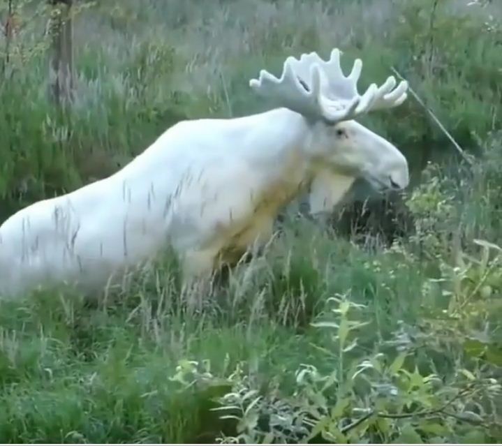 22-rare-albino-animals-that-look-like-they-come-from-another-world-01-1