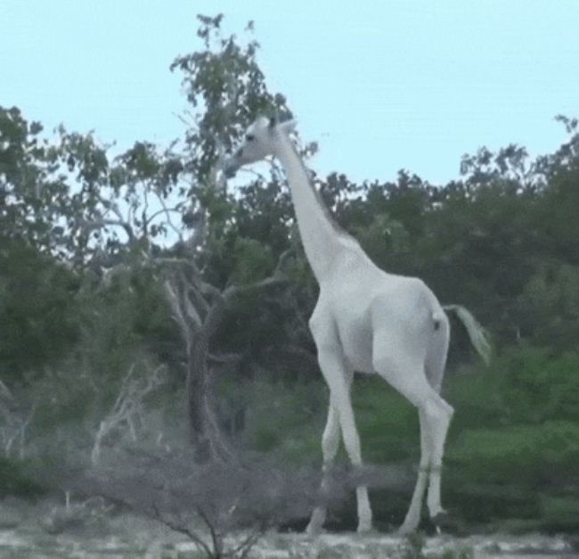 22-rare-albino-animals-that-look-like-they-come-from-another-world-01-2