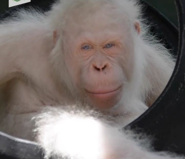 22-rare-albino-animals-that-look-like-they-come-from-another-world-01-3