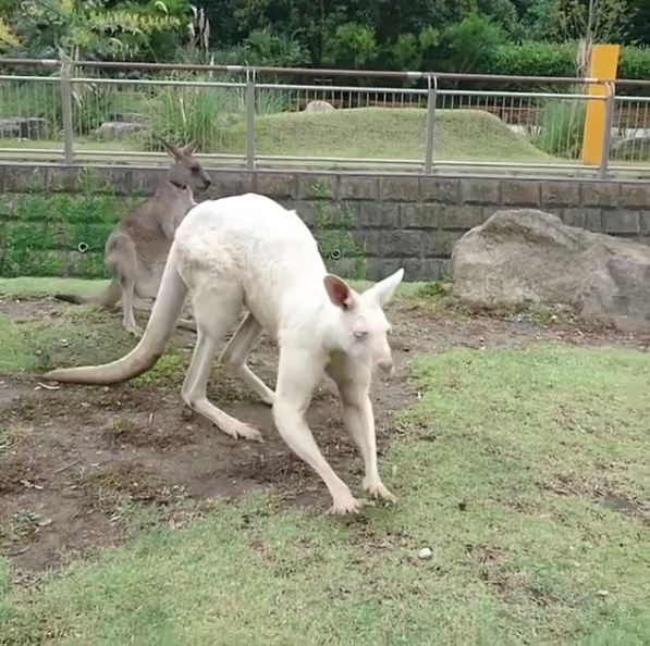 22-rare-albino-animals-that-look-like-they-come-from-another-world-01-5