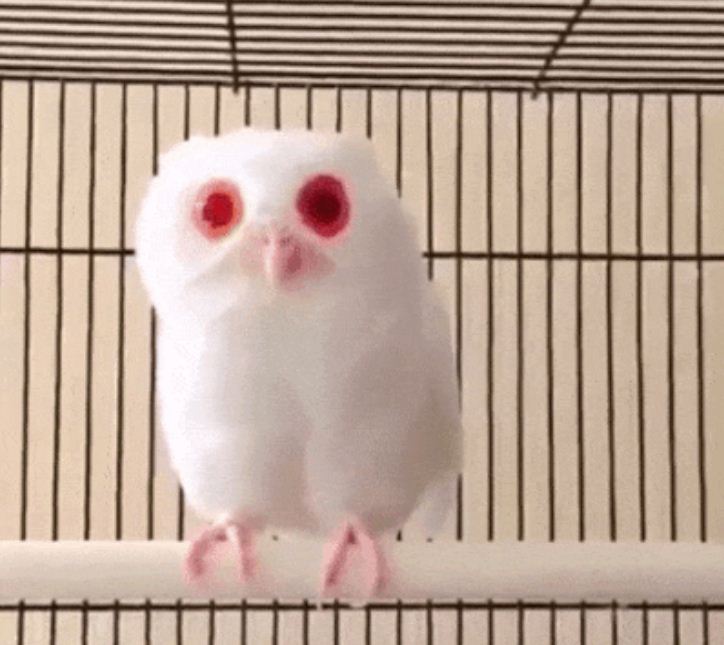 22-rare-albino-animals-that-look-like-they-come-from-another-world-01-6
