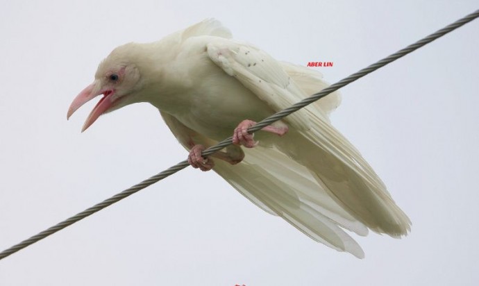 22-rare-albino-animals-that-look-like-they-come-from-another-world-01
