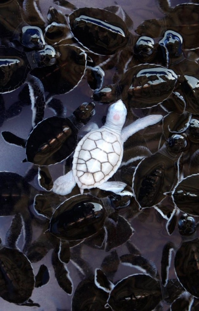 22-rare-albino-animals-that-look-like-they-come-from-another-world-02