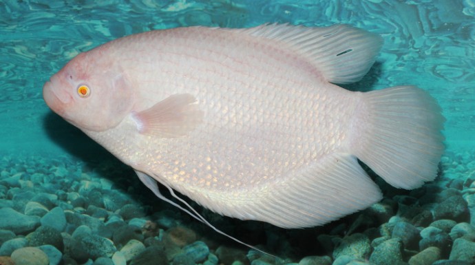 22-rare-albino-animals-that-look-like-they-come-from-another-world-03