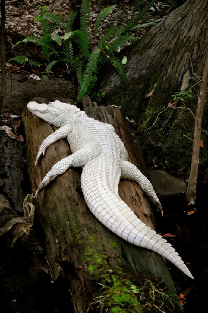 22-rare-albino-animals-that-look-like-they-come-from-another-world-05