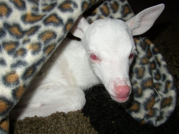 22-rare-albino-animals-that-look-like-they-come-from-another-world-06