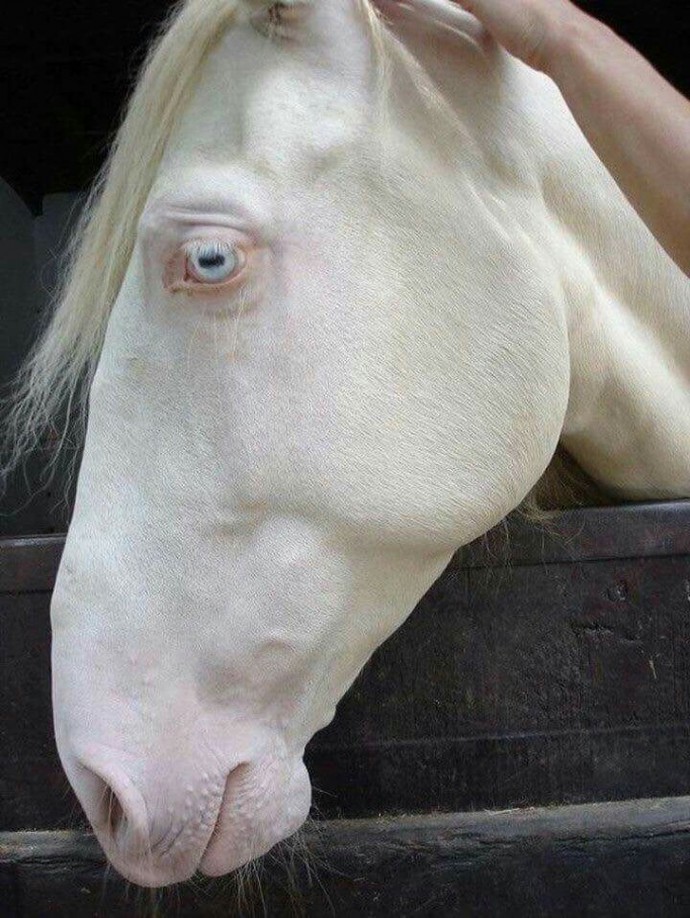 22-rare-albino-animals-that-look-like-they-come-from-another-world-07