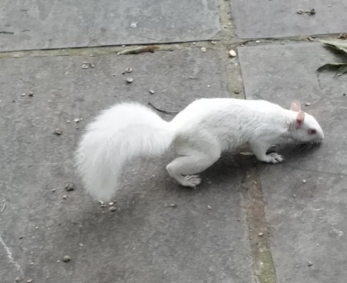 22-rare-albino-animals-that-look-like-they-come-from-another-world-08