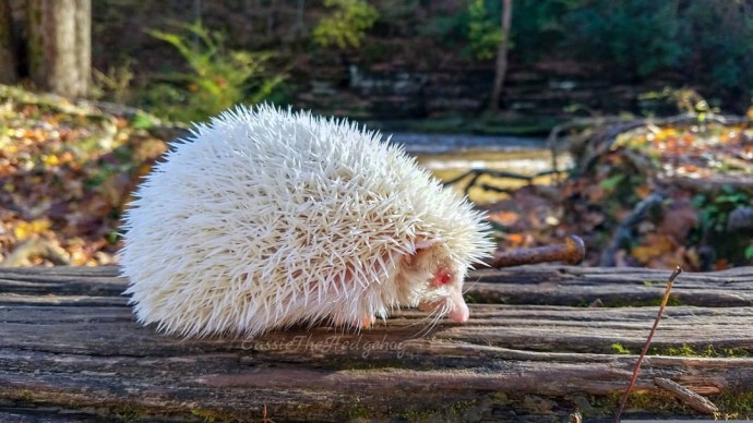 22-rare-albino-animals-that-look-like-they-come-from-another-world-10