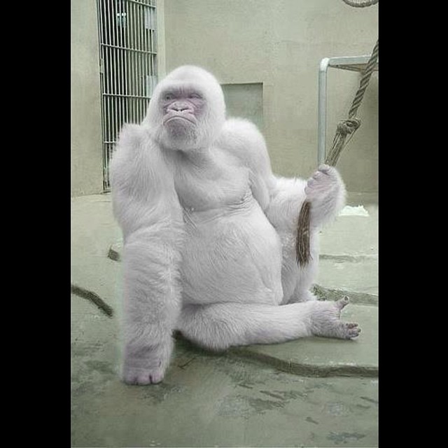 22-rare-albino-animals-that-look-like-they-come-from-another-world-13