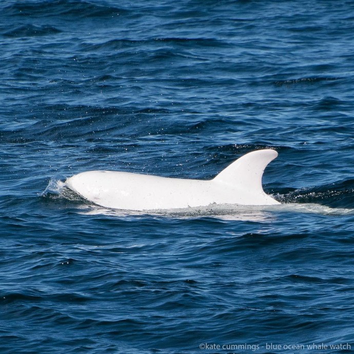 22-rare-albino-animals-that-look-like-they-come-from-another-world-14