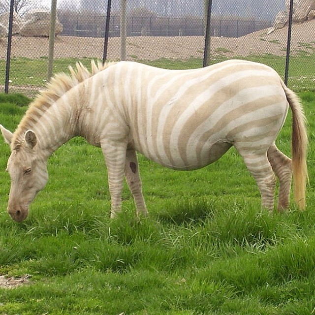 22-rare-albino-animals-that-look-like-they-come-from-another-world-15