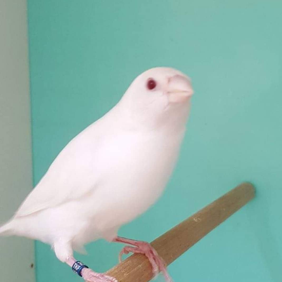 22-rare-albino-animals-that-look-like-they-come-from-another-world-16