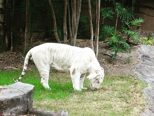 22-rare-albino-animals-that-look-like-they-come-from-another-world-17