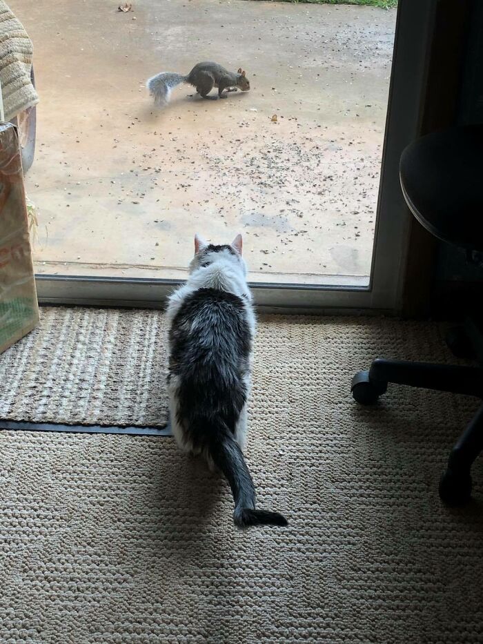 “Match Made in Heaven”: This Family Adopted The Oldest Cat In A Shelter For A 101-Year-Old Woman Looking For An Elderly Companion