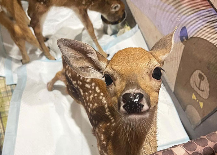 Raccoon Is Completely Obsessed With Fawn Who Lost Mom, Gives Her Hugs Every Day | Bored Panda