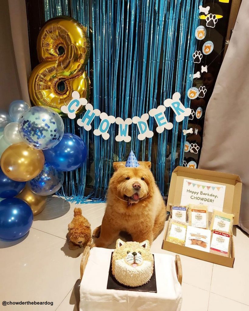 chowderthebeardog_229353010_858307191462749_3032087278105366541_n-1-819x1024