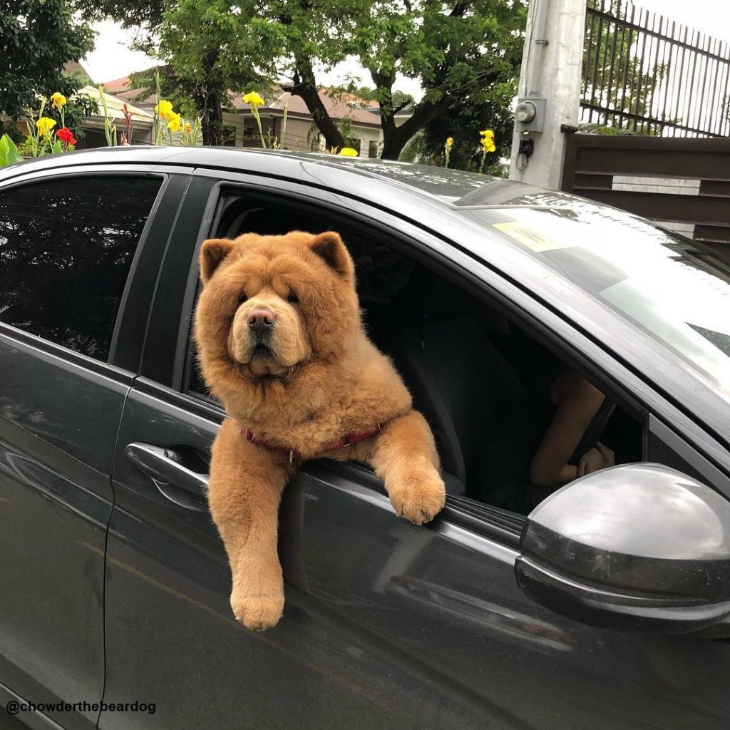 chowderthebeardog_41707341_2244913615789345_4209165301858153612_n-1-1024x1024