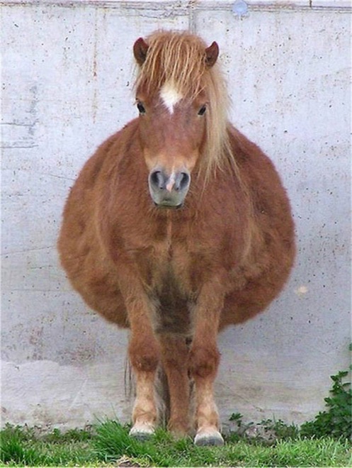 via: animal-kid.com