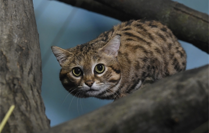 Not a Gyro, a Gyra | Spotted cat, Black footed cat, Feline