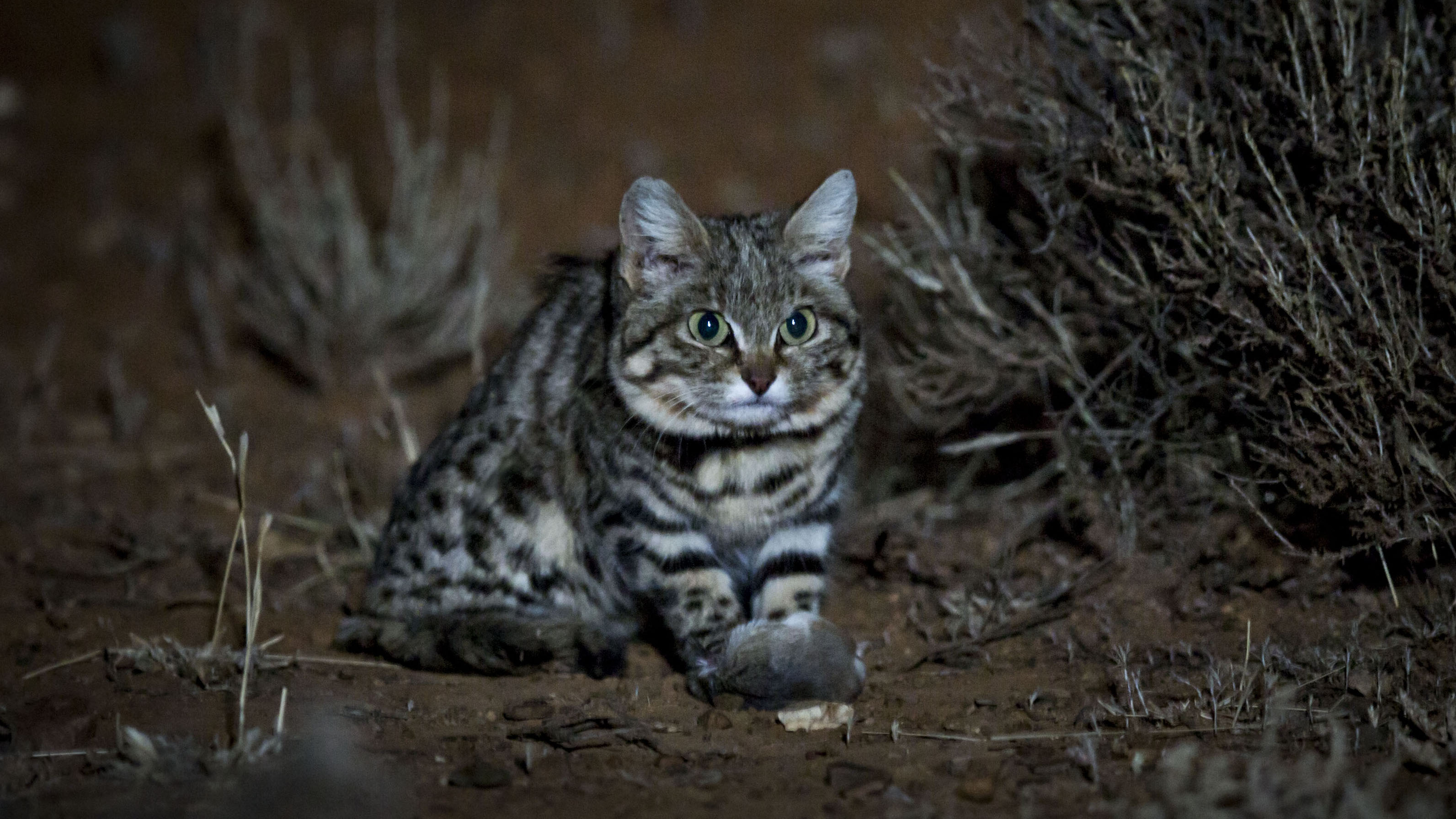Why scientists use radio collars to study cats | Blog | Nature | PBS