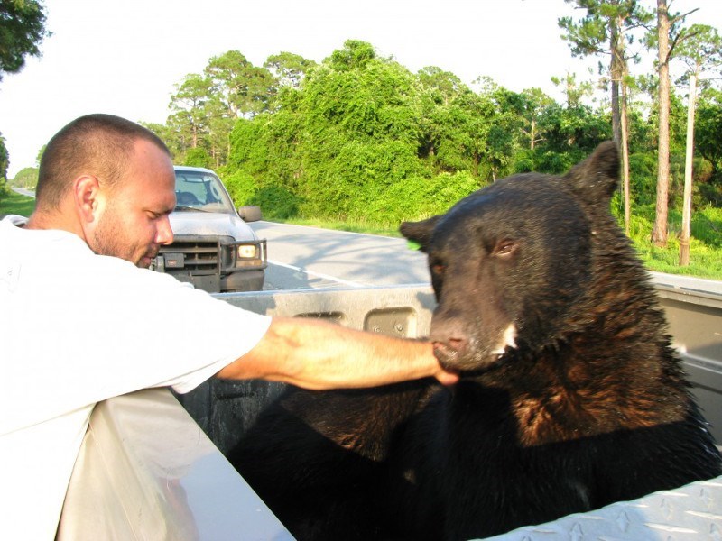 Bear