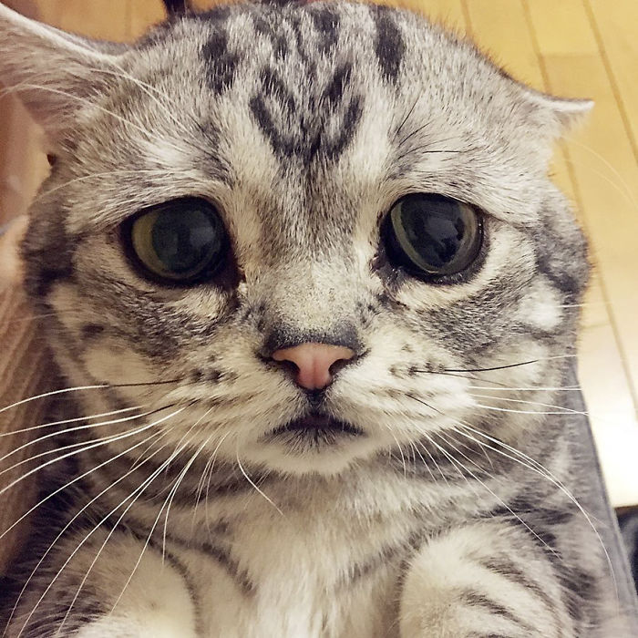 meet-luhu-the-adorable-sad-cat-the-internet-is-falling-in-love-with-01