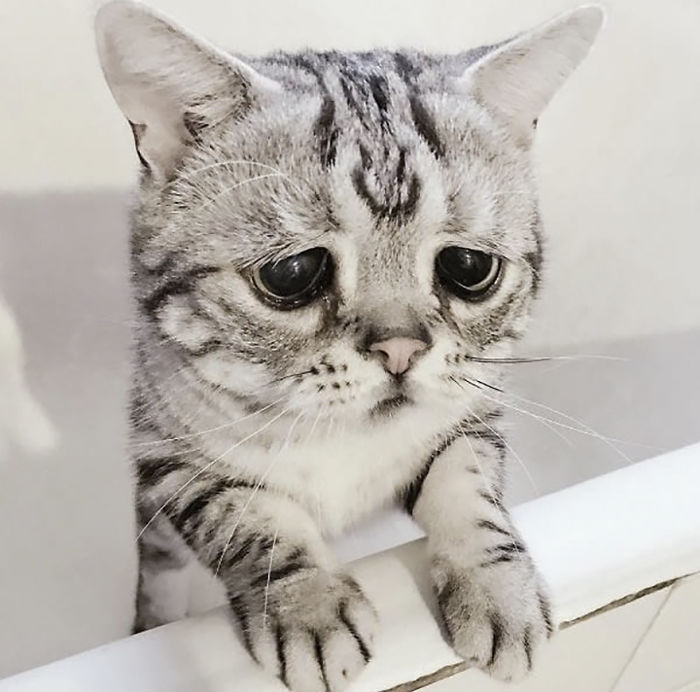 meet-luhu-the-adorable-sad-cat-the-internet-is-falling-in-love-with-02