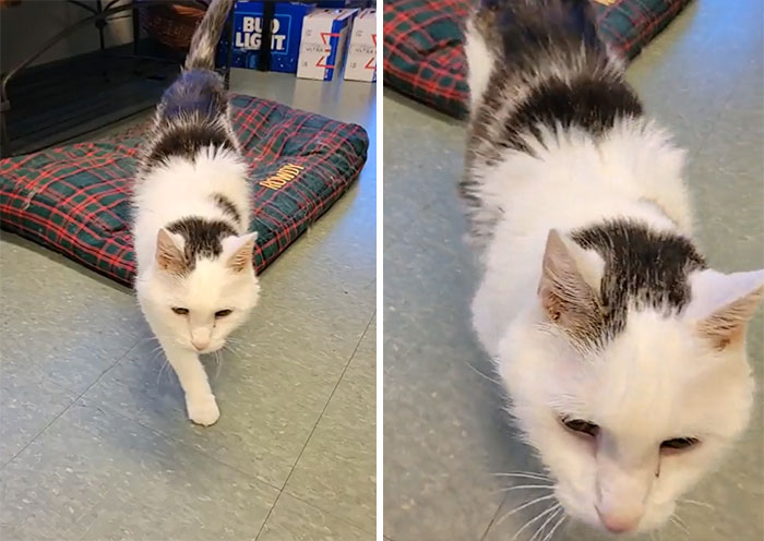 “Match Made in Heaven”: This Family Adopted The Oldest Cat In A Shelter For A 101-Year-Old Woman Looking For An Elderly Companion