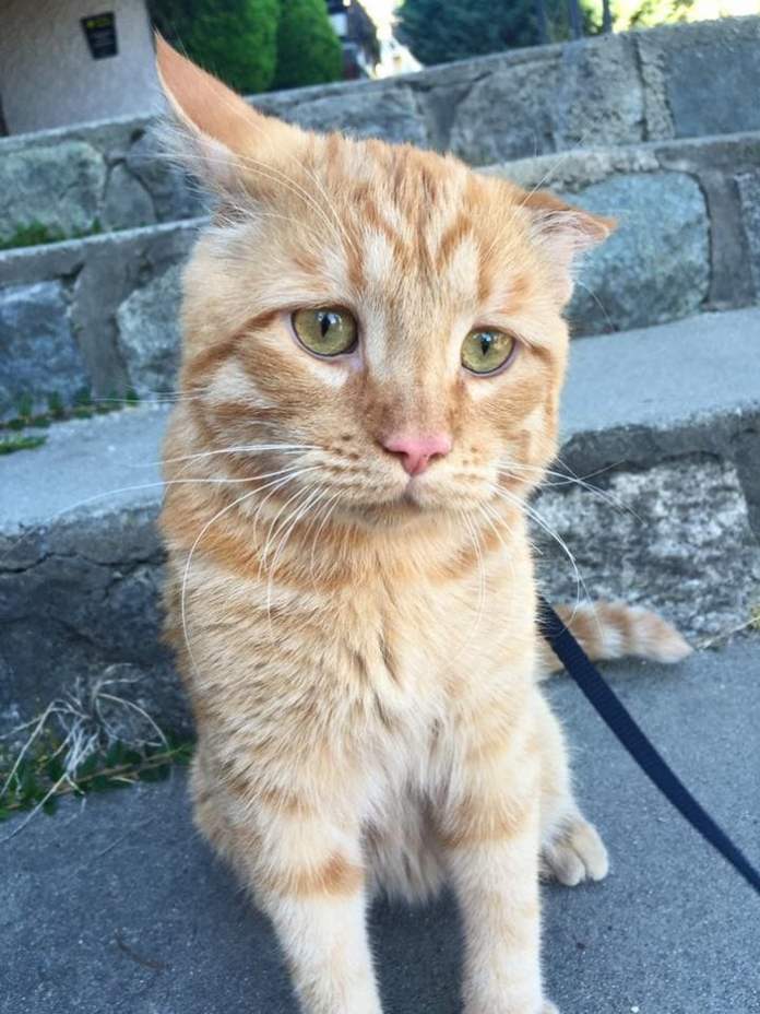 Животът не е същият без котка
