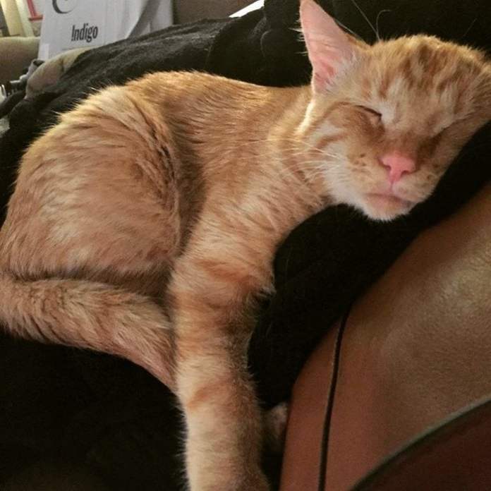 Животът не е същият без котка