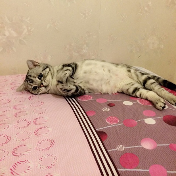 saddest-cat-in-the-world-1