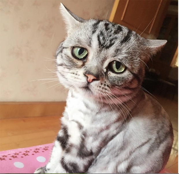 saddest-cat-in-the-world-10
