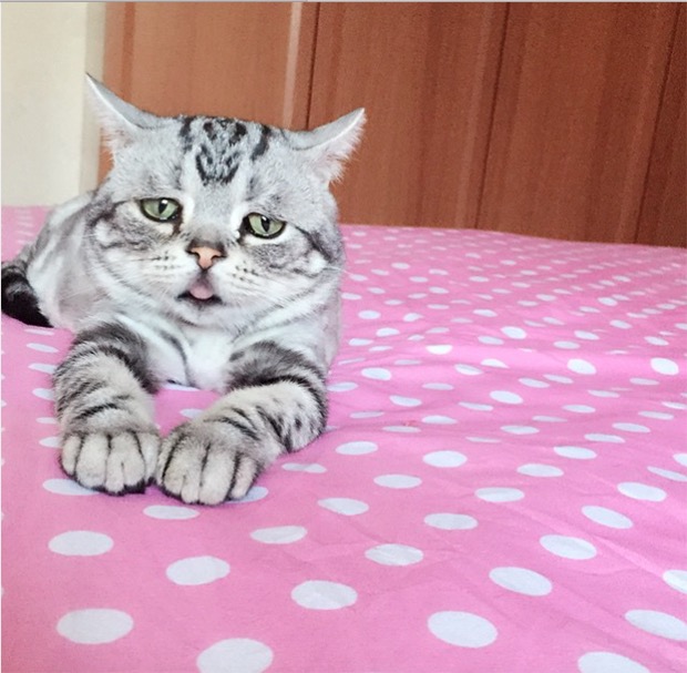 saddest-cat-in-the-world-11