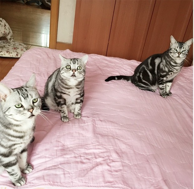saddest-cat-in-the-world-12