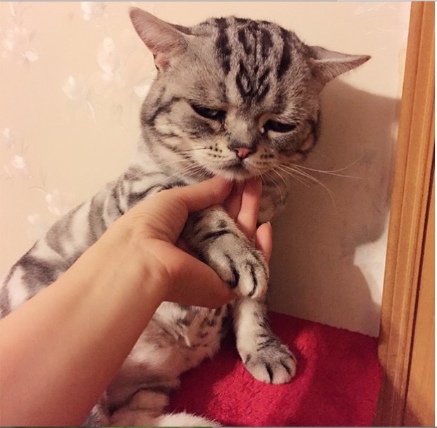 saddest-cat-in-the-world-13