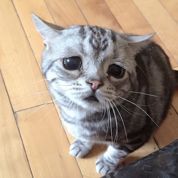 saddest-cat-in-the-world-3