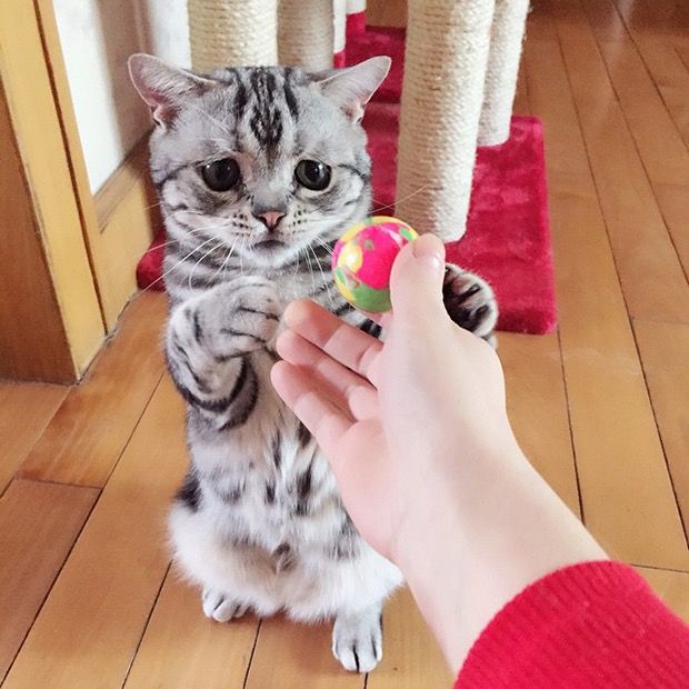 saddest-cat-in-the-world-4