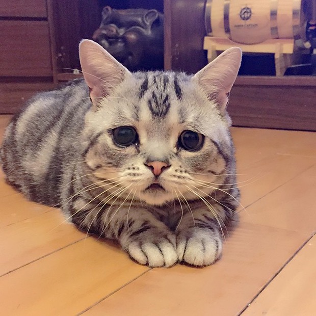 saddest-cat-in-the-world-5