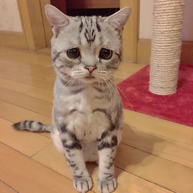 saddest-cat-in-the-world-6