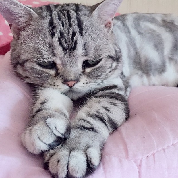 saddest-cat-in-the-world-7