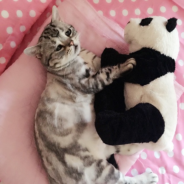 saddest-cat-in-the-world-8